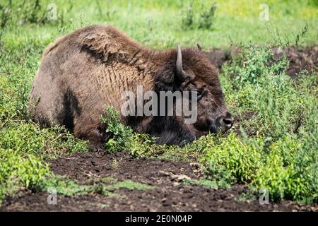 Animale selvatico di mucca pelosa in background naturale. Grande yak in bellissimo paesaggio. L'anno dell'Ox, del bestiame o del bufalo d'acqua nel 2021. Animale di fattoria. Foto Stock