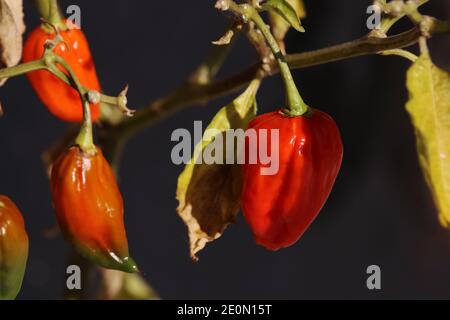 Fresco piccolo peperoncino rosso caldo su un cespuglio Foto Stock