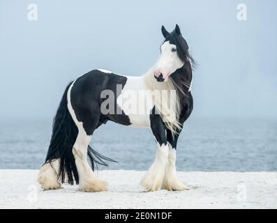 Gypsy Vanner Horse stallone in piedi sulla spiaggia dell'oceano Foto Stock