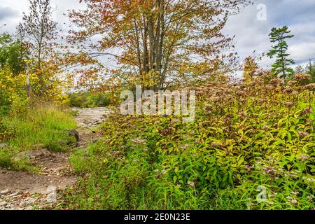 Area di conservazione del ponte di Crowe Northumberland County Ontario Canada Foto Stock