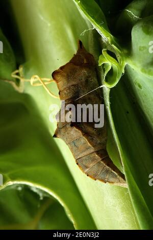 Cavolo bianco farfalla pupa matura primo piano macro Foto Stock