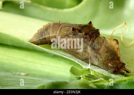 Cavolo bianco farfalla pupa matura primo piano macro Foto Stock