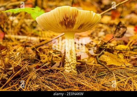 Flinton Falls Conservation Area Lennox Addington County Flinton Ontario Canada in autunno Foto Stock