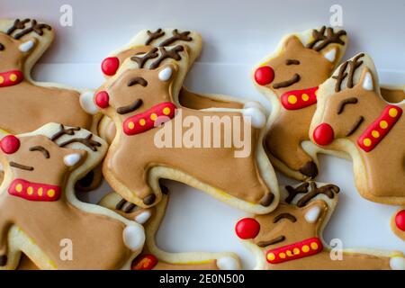 Primo piano di Rudolph in casa i biscotti di Natale delle renne dal naso rosso Foto Stock