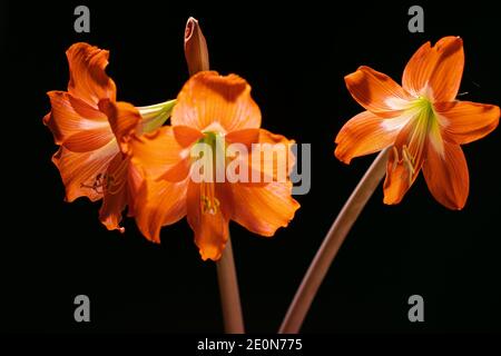 amarylis rosso su sfondo nero Foto Stock