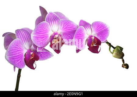 Orchidee fiori viola isolate su sfondo bianco Foto Stock