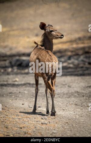 Femmina grande kudu si trova su macchia rocciosa Foto Stock