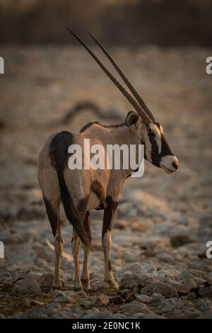 Gemsbok sta girando verso la telecamera al crepuscolo Foto Stock