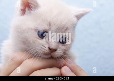 gattino nelle mani di Foto Stock