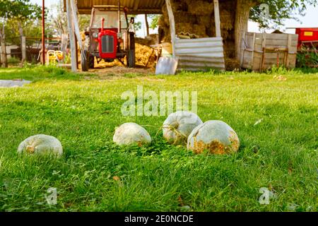 Quattro zucche grigie fresche mature raccolte sono poste sull'erba verde nel cortile rurale con un trattore e fieno sullo sfondo. Foto Stock