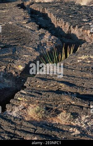 Sotol che cresce in una profonda crepa nel campo lavico di pahoehoe, flusso lavico di Carrizozo Malpais alla Valle degli incendi, Bacino di Tularosa vicino a Carrizozo, New Mexico, USA Foto Stock