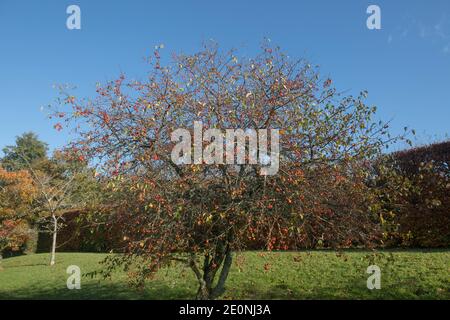 Autunno frutta rossa brillante su un albero di mele di granchio (Malus 'Evereste') con un cielo blu luminoso sfondo che cresce in un giardino in Devon rurale, Inghilterra, Regno Unito Foto Stock