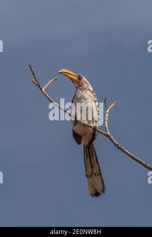 bolletta gialla del sud, Tockus leucomelas, su una filiale, Namibia Foto Stock