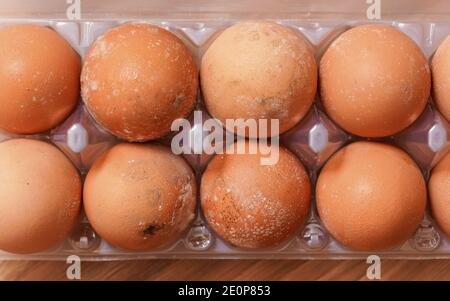 Muffa / muffa che cresce su uova guastate immagazzinate impropriamente in frigorifero freddo e umido per molto tempo Foto Stock