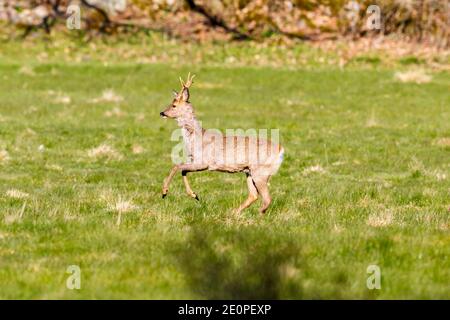 Saltando Roebuck su un prato d'erba Foto Stock