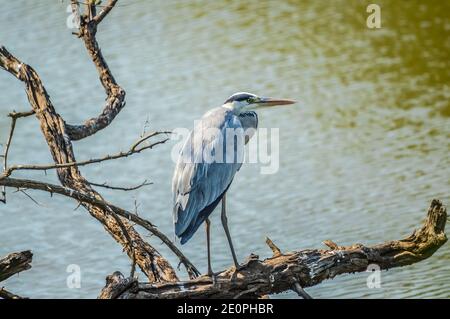 Grey Heron arroccato nel parco nazionale di Pilanesberg in Sud Africa Foto Stock