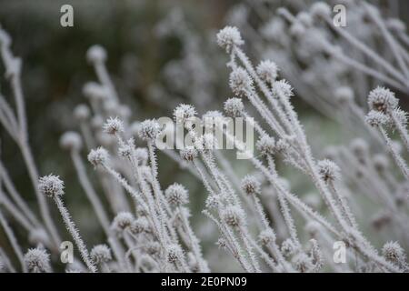 Morti piccole tettarelle, Dipsacus pilosus, ricoperte di gelo dopo una notte di temperature gelide il giorno di Capodanno 2021. Gillingham Dorset Inghilterra Regno Unito Foto Stock