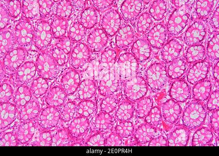 Intestino crasso o colon intestino umano illustrazione come un apparato ...