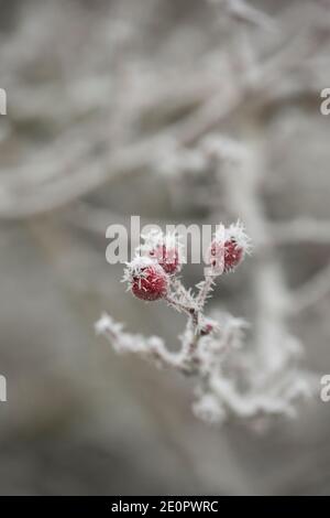 I rostivelli coperti di gelo dopo una notte di temperature gelide il giorno di Capodanno 2021. Gillingham Dorset Inghilterra GB Foto Stock