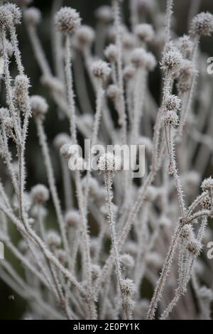 Morti piccole tettarelle, Dipsacus pilosus, ricoperte di gelo dopo una notte di temperature gelide il giorno di Capodanno 2021. Gillingham Dorset Inghilterra Regno Unito Foto Stock