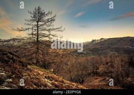 Larice su Hlome cadde, Lake District Foto Stock