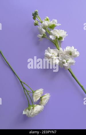 Vista dall'alto di due fiori bianchi su sfondo viola. Foto verticale. Cornice floreale per il tuo prodotto di bellezza. Posiziona per il testo. Stile di vita piatto Foto Stock