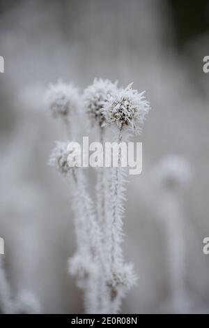 Morti piccole tettarelle, Dipsacus pilosus, ricoperte di gelo dopo una notte di temperature gelide il giorno di Capodanno 2021. Gillingham Dorset Inghilterra Regno Unito Foto Stock