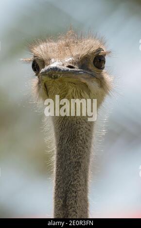 Primo piano di una bella testa di struzzo comune, Namibia Foto Stock