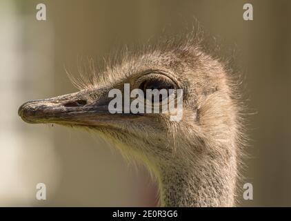 Primo piano di una bella testa di struzzo comune, Namibia Foto Stock