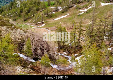 Una valle glaciale nelle Hautes-Alpes.A torrente derivante dalla fusione della neve disegna curve nel grass.The larice alberi stanno portando il loro nuovo fogliame. Foto Stock