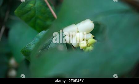 Arbusto di Snowberry, piselli in giardino Foto Stock