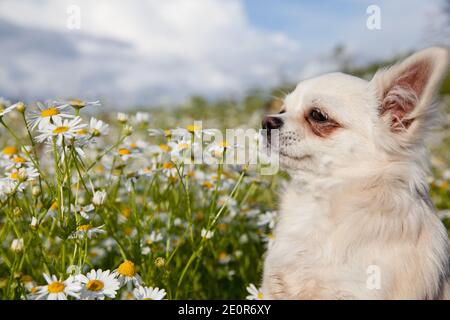 Chihuahua cane sniffs campo daisies nel prato in estate. Bianco Chihuahua. Foto Stock