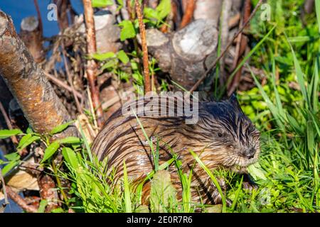 Muskrat (Ondatra zibethicus) mangiare erba e piante in estate, orizzontale Foto Stock