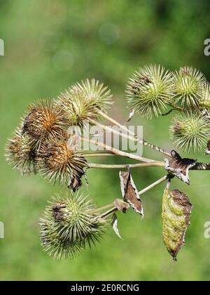 Testa di semola con bave spinose che maturano in un percorso in bosco, Catcott Lows NNR, Somerset, UK, settembre. Foto Stock