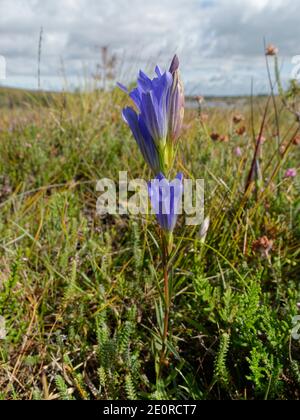 Marsh genziana (Gentiana pneumonanthe) fioritura tra erica su brughiera, Dorset, Regno Unito, agosto. Foto Stock