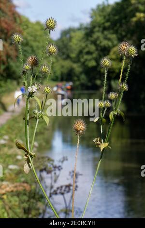 Piccolo teasel (Dipsacus pilosus) fiori e teste di mare con chiatte e escursionisti sullo sfondo, Kennett e Avon Canal, Limpley Stoke, Wiltshire, UK. Foto Stock