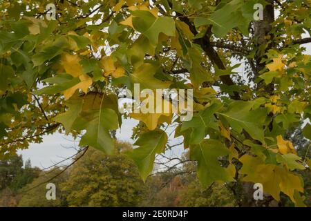 Autunno giallo e foglie verdi su un albero tulipano cinese (Liriodendron chinense) con un cielo bianco sfondo in un giardino in Devon rurale, Inghilterra, Regno Unito Foto Stock
