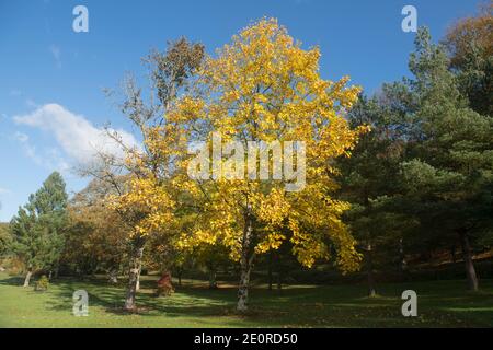 Foglie gialle brillanti dell'autunno su un tulipano cinese (Liriodendron chinense) che cresce in un giardino nel Devon Rurale, Inghilterra, Regno Unito Foto Stock