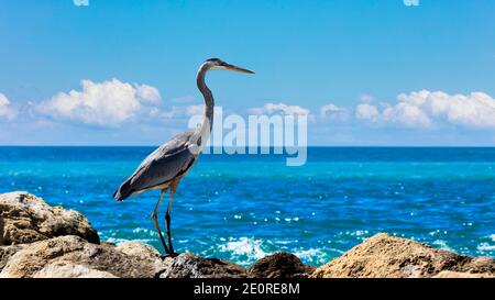 Grande airone blu, Ardea herodias, in piedi sulle scogliere e guardando verso l'oceano, Sanibel Island, Florida, Stati Uniti Foto Stock