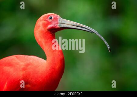 Ritratto di Scarlet Ibis (Eudocimus Ruber) uccello nella foresta Foto Stock