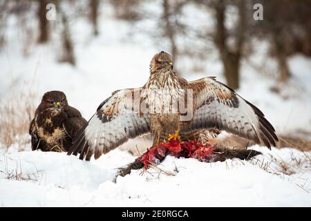 Due buzzard comuni con preda morta sulla foresta innevata pulizia in inverno Foto Stock