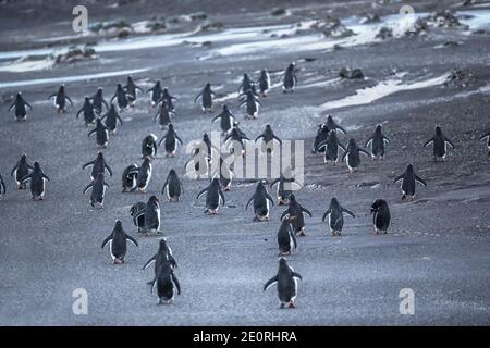 Gentoo Pinguini (Pigocelis papua papua) a piedi, Isola dei leoni marini, Isole Falkland, Sud America Foto Stock