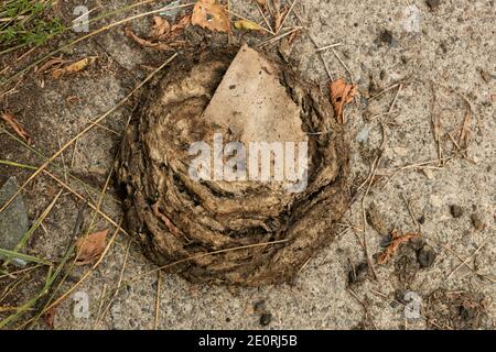 sterco di vacca è sdraiato sulla strada, Foto Stock