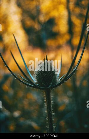 Dipsacus fullonum fiore essiccato in natura Foto Stock