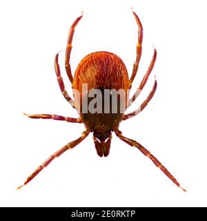 Microphoto di un tick Ixodes ricinus Foto Stock