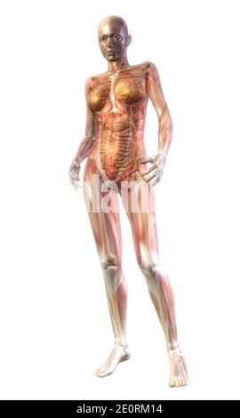 Illustrazione digitale dell'anatomia umana Foto Stock