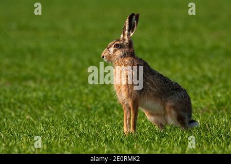 Lepre marrone seduta in erba verde durante la stagione di primavera con spazio di copia Foto Stock