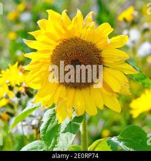 Girasole (helianthus annuus), primo piano di un'unica testa di fiore che cresce nel margine di un campo per aiutare la biodiversità. Foto Stock