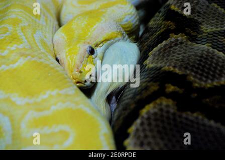 il serpente bianco giallo mangia nello zoo Foto Stock
