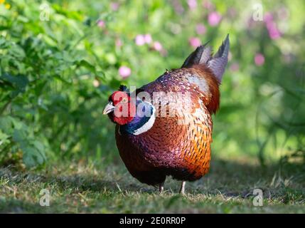 Fagiano maschio [ Phasianus colchicus ] che si nutra su prato da giardino Foto Stock